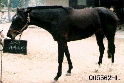 �ٹٸ��� ����