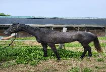 Ÿ�Ϸ������� (TYLER ROSES) ����