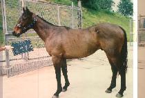 ������� (DONG BANG BUL PAE) ����