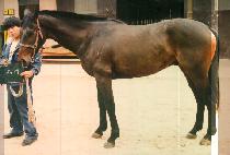 ���б� (CHO IL GI) ����