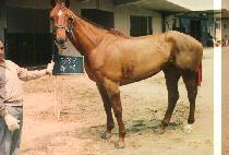 Ʃ�� (TUNIC) ����