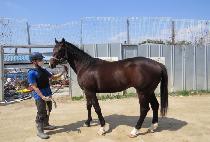 ���ο��� (SAEROUN BISUL) ����