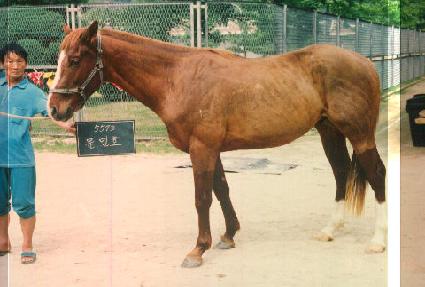 ����ȣ ����