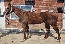 DAEGIL HWANHO picture