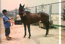 ��� (SAN YA) ����