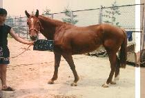 �����ȣ (NOK SAEK SIN HO) ����