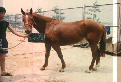 �����ȣ ����