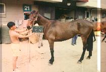 ��� (KYOUNG SA) ����