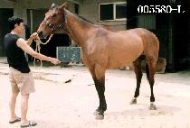 ���� (JI JON) ����