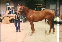 ���̳� (BO I NE) ����