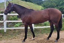 ���ƽý��Ŀ� (OASIS POWER) ����