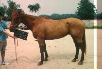 �ý��� (GOONG SHI LI) ����