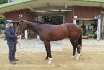 ���ǻ꽺�� (GWANAKSAN STORM) ����