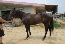 ������� (NAMSAN BLACK) ����