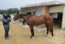 ����Ƽ�׿� (MIGHTY NEO) ����