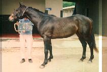 ���źҸ� (O MAE BUL MANG) ����