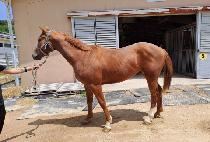 ���� (DIMENSION) ����