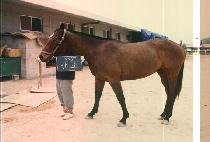 ���� (SAN JO) ����