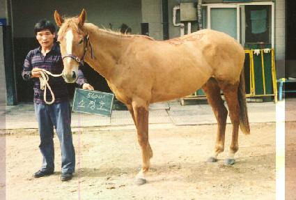 ����ȣ ����