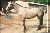 Ư�ϱ� (TEUK IL GEUB) ����