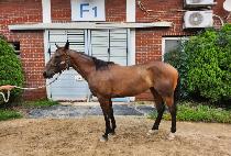 �۷ι������� (GLOBAL HEROINE ) ����