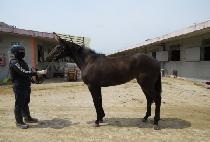 �������Ʈ (STORM LIGHT) ����