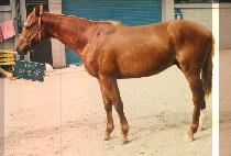 ���Ŷ� (SAE SIN RANG) ����