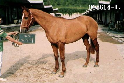 �ǻ�ü ����