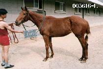 �˷��׷� (ALLEGRO) ����