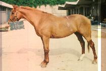 �������� (NAE IL HYANG HAE) ����