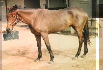 ���� (GO NI) ����