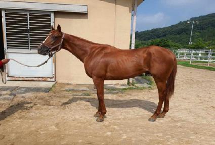 ����Ʈ���� ����