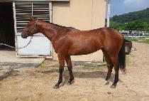 ����Ʈ���� (SMART BOSS) ����