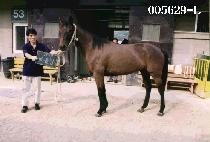 �ѿ︲ (HAN WOOL LIM) ����