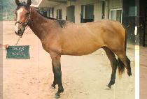 ������ (NAL MA DA) ����