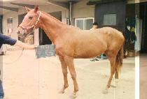 ���μ� (MI IN SONG) ����