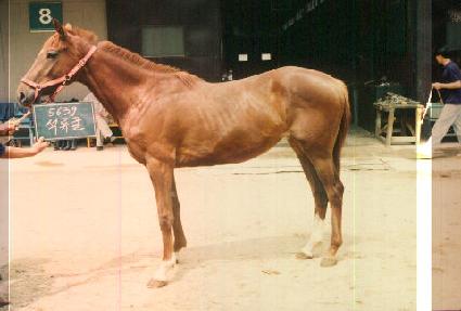 ������ ����