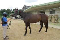 �����ǿ��� (BLUE PIORA) ����