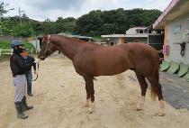 �ڸ��ȵ帲 (KOREAN DREAM) ����