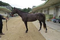 ����ڷ� (BLUE NELLO) ����