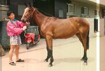 û��ȣ (CHEONG PYEONG HO) ����