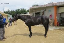 �ȶ�Ƽ�� (PALATINO) ����