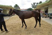 �����ۼ��� (HYPER THUNDER) ����