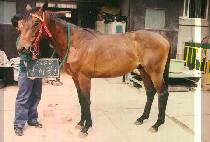 �����屺 (NAM I JANG GOON) ����