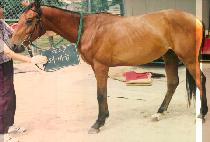 ���� (HEAVY GEUP) ����