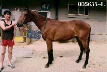 ���ȴ�� (PAL PAL DAE RO) ����