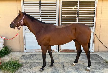 �ö��ױ۷ι� ����