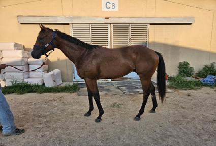 �γε�� ����