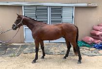 Ÿ������ŷ (TAMARKUZ KING) ����