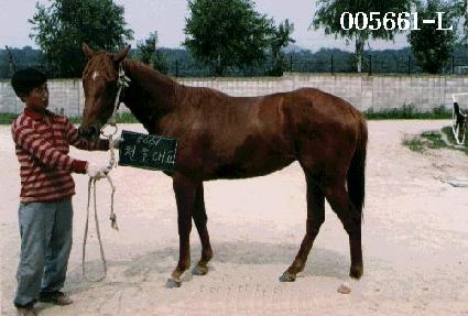 õȣ�뱳 ����